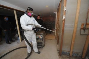 affordable mold removal Doylestown Pa