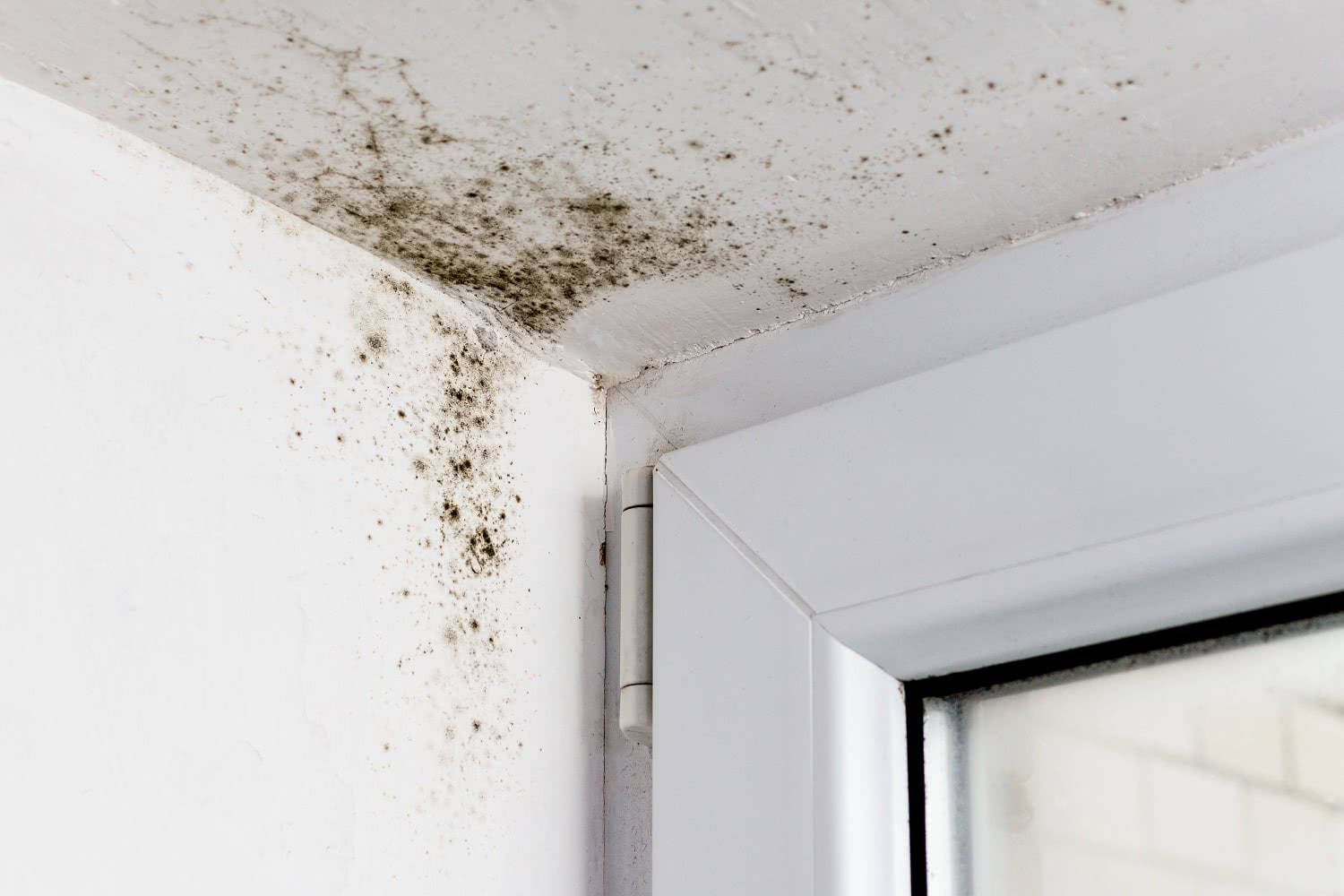HOW CAN i get help with mold removal Doylestown Pa