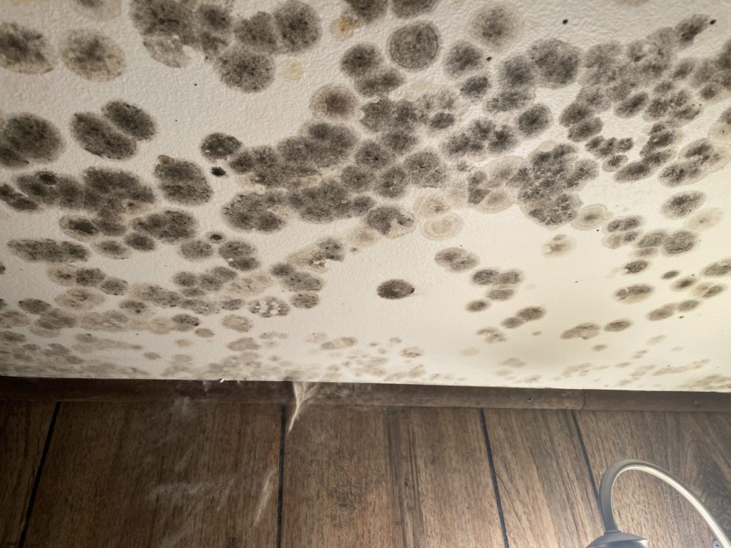 mold removal glen mills