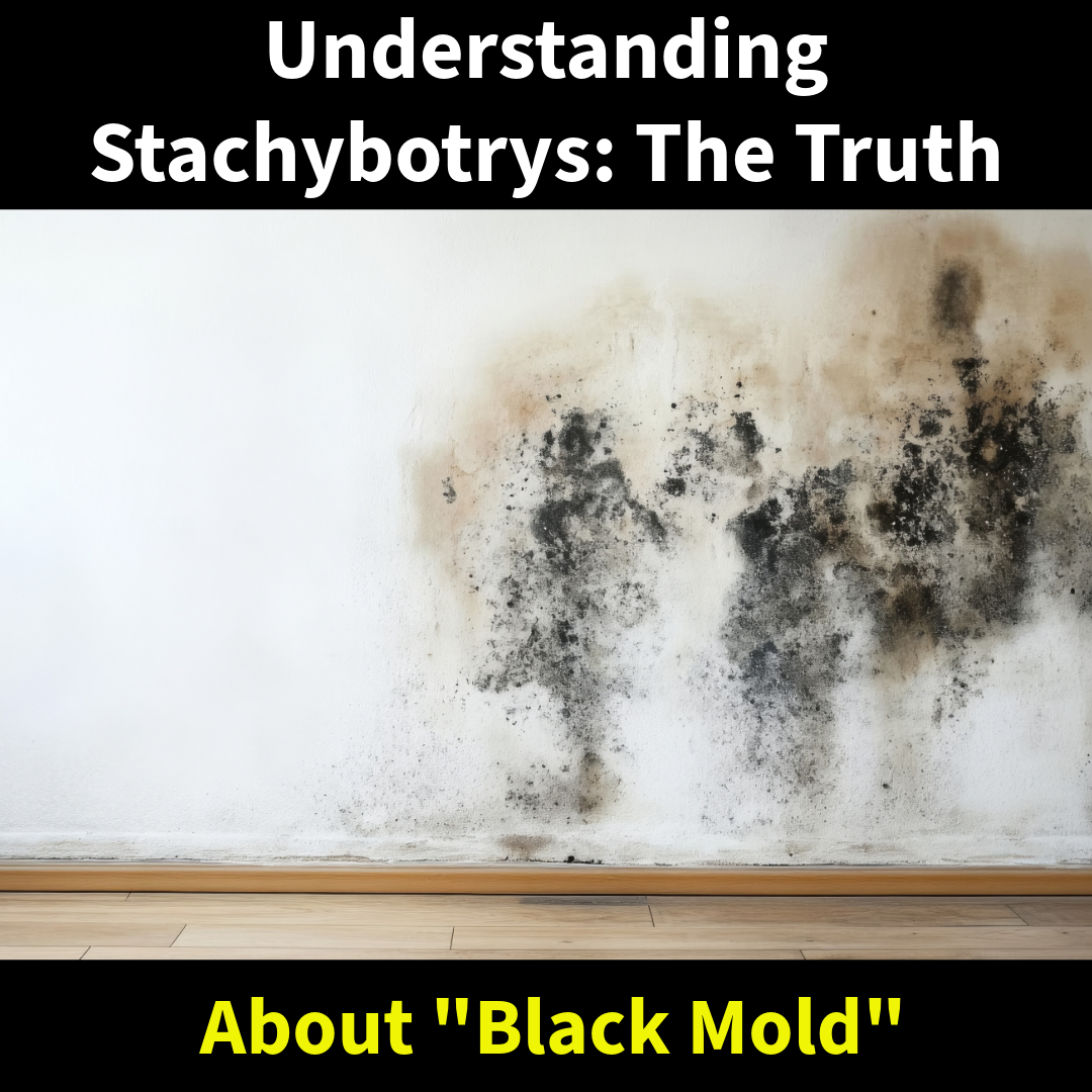 Understanding Stachybotrys: The Truth About “Black Mold”