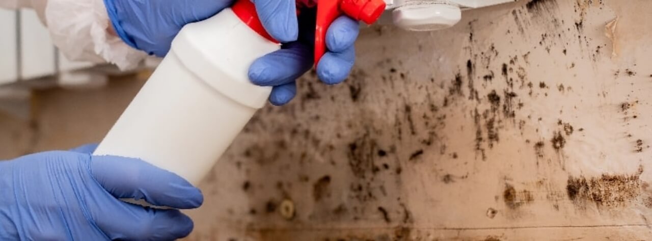 mold-remediation-process-bg