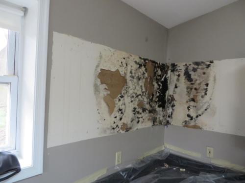 Mold behind the cabinets